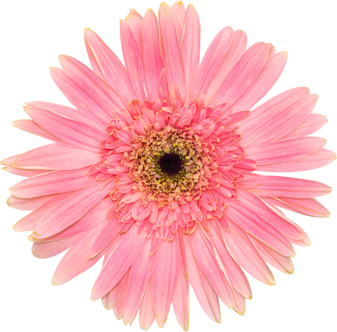 Pink Gerbera Flower